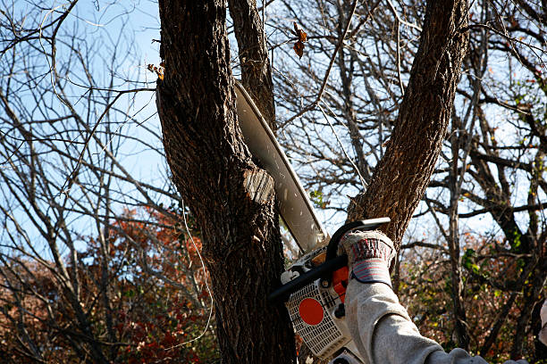 Best Storm Damage Tree Cleanup  in Fort Salonga, NY