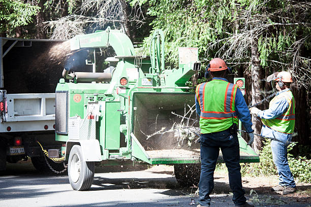 Best Hazardous Tree Removal  in Fort Salonga, NY