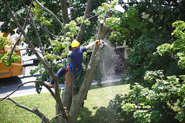 Best Lawn Grading and Leveling  in Fort Salonga, NY