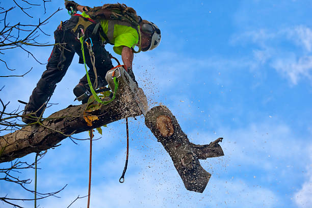 How Our Tree Care Process Works  in  Fort Salonga, NY