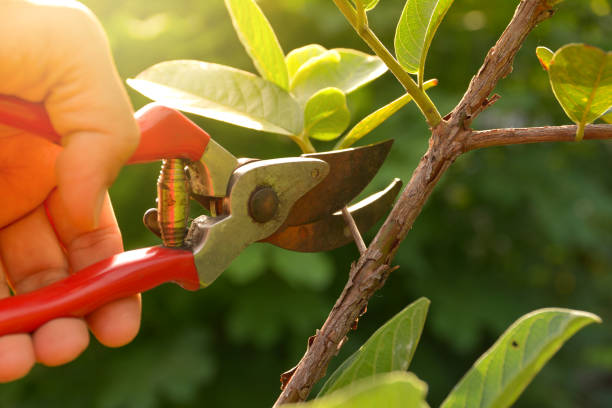 Best Tree Risk Assessment  in Fort Salonga, NY